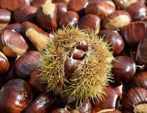 Autumn in Love, Monte Amiata