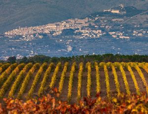 The Wines of Southern Tuscany
