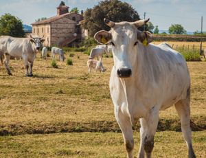 The “White Giant” Valley: Chianina in Sinalunga and Cortona