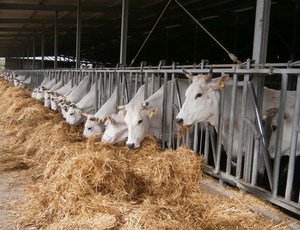 La Chianina e la sua Valle