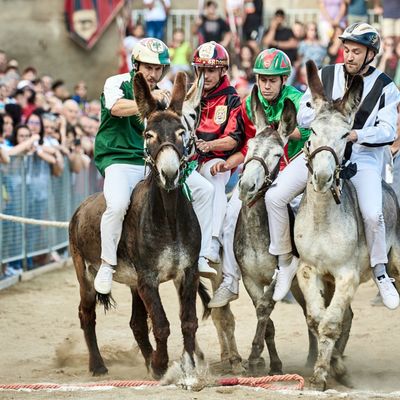 Palio dei somari