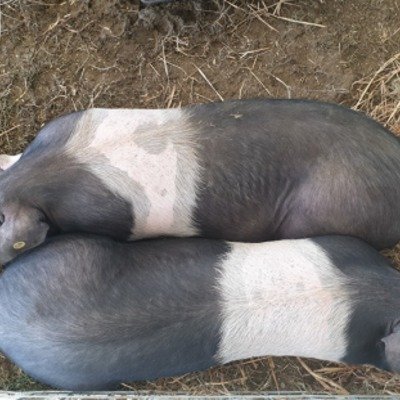 Torrita Biodiversità